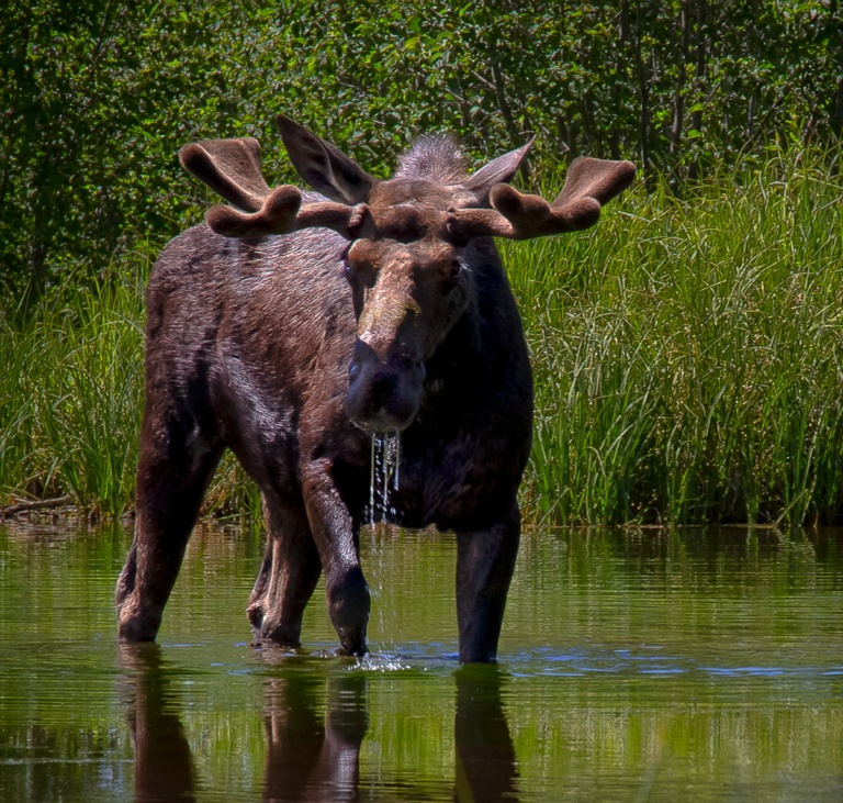 Bull Moose Alert